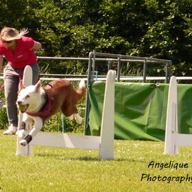 Hondenfoto van Angelique; Bruno, Charlie & Fenna  