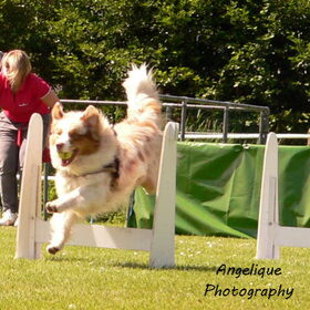 Hondenfoto van Angelique; Bruno, Charlie & Fenna  