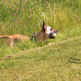 Hondenfoto van Angelique; Bruno, Charlie & Fenna  