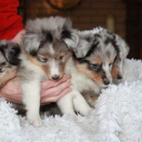 Hondenfoto van Manon, Silver Sky&Malaika