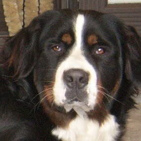 Layka R.I.P ze was pas 3 jaar geworden