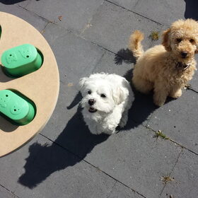 Hondenfoto van Inge, baasje van Gina, Flynn en Wobbe