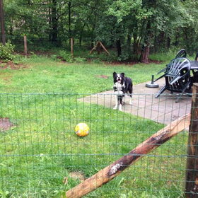 Hondenfoto van martijn & marijn & fly de bordercollie