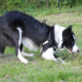 Hondenfoto van martijn & marijn & fly de bordercollie