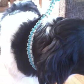 Paracoord halsband geknoopt!