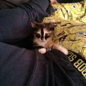 Hondenfoto van Angelique, Kleine Maybe en Tess <3