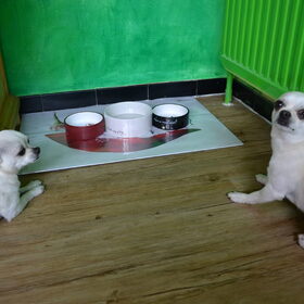 Hondenfoto van ~Saartje & de chihuahua roedel ~