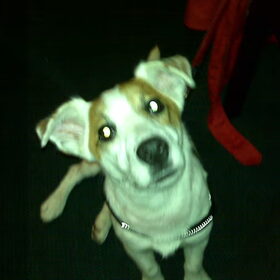 de eerste foto's van rocky!