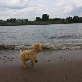 Hondenfoto van Inge, baasje van Gina, Flynn en Wobbe