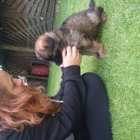 Hondenfoto van Linda; Roxy & Buddy