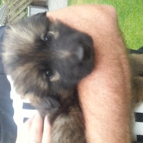 Hondenfoto van Linda; Roxy & Buddy