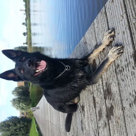 Hondenfoto van Linda; Roxy & Buddy