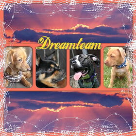 Hondenfoto van Dreamteam
