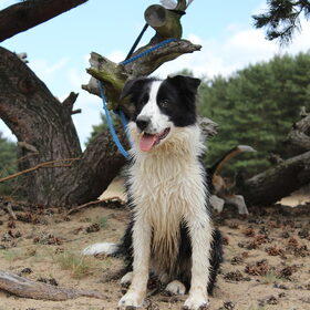 Hondenfoto van Bugs      **Taz**