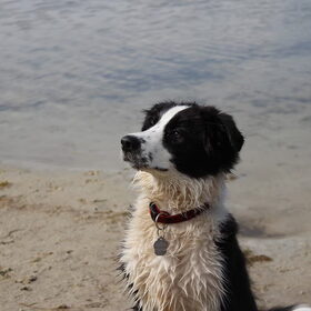 Hondenfoto van Bugs      **Taz**
