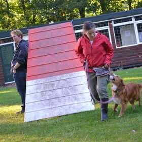 Hondenfoto van Sigrid, Sandy, Diva & Nala