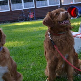 Diva en haar half broer
