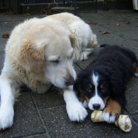 Hondenfoto van Lisa & doggs