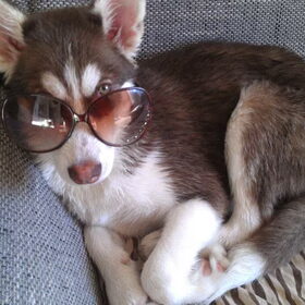 Husky Macy ander half jaar zoekt speel maatjes.