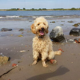 Hondenfoto van Inge, baasje van Gina, Flynn en Wobbe