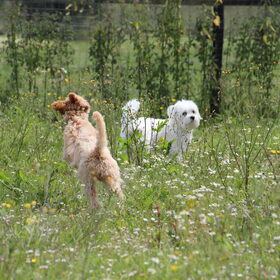 Hondenfoto van Inge, baasje van Gina, Flynn en Wobbe