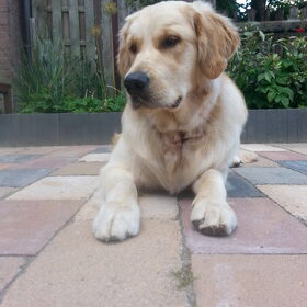willem
