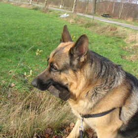 Hondenfoto van Inge & Danger