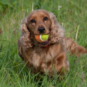 Hondenfoto van Arnold