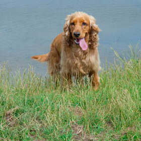 Hondenfoto van Arnold