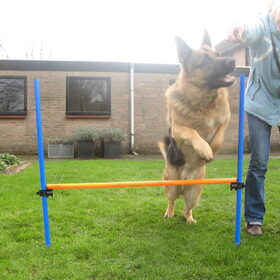 Hondenfoto van Inge & Danger