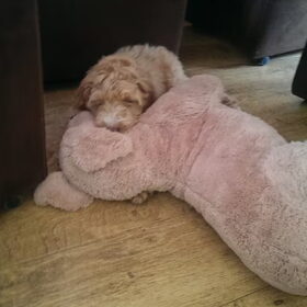 Lieveling knuffel