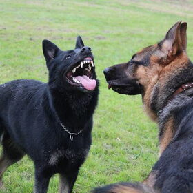 Hondenfoto van Linda; Roxy & Buddy