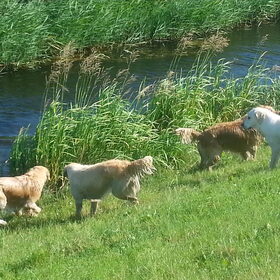 Hondenfoto van Golden Girls 