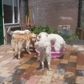 Hondenfoto van Golden Girls 