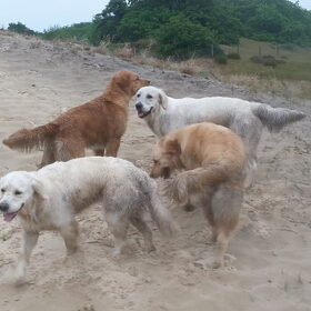 Hondenfoto van Golden Girls 