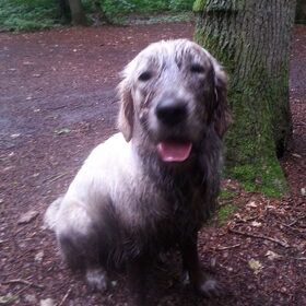 Hondenfoto van Golden Girls 