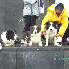 De derde border is mijn hond venus