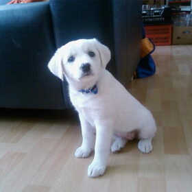 Puppy Sascha