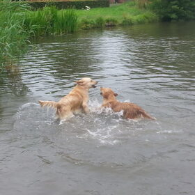 Hondenfoto van Golden Girls 