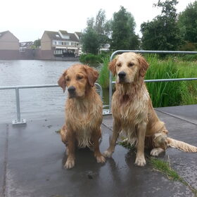 Hondenfoto van Golden Girls 