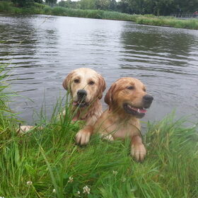 Hondenfoto van Golden Girls 