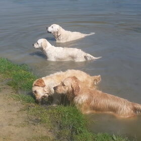 Hondenfoto van Golden Girls 