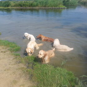 Hondenfoto van Golden Girls 