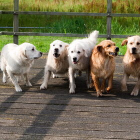 Hondenfoto van Golden Girls 
