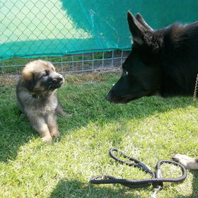Hondenfoto van Linda; Roxy & Buddy