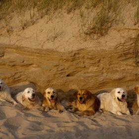 Hondenfoto van Golden Girls 