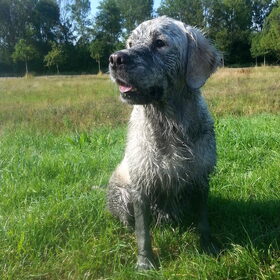 Hondenfoto van Golden Girls 