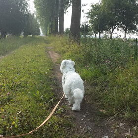 Hondenfoto van Inge, baasje van Gina, Flynn en Wobbe
