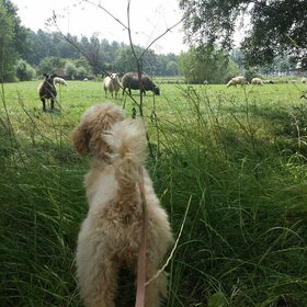 Hondenfoto van Inge, baasje van Gina, Flynn en Wobbe