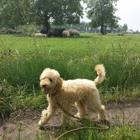 Hondenfoto van Inge, baasje van Gina, Flynn en Wobbe